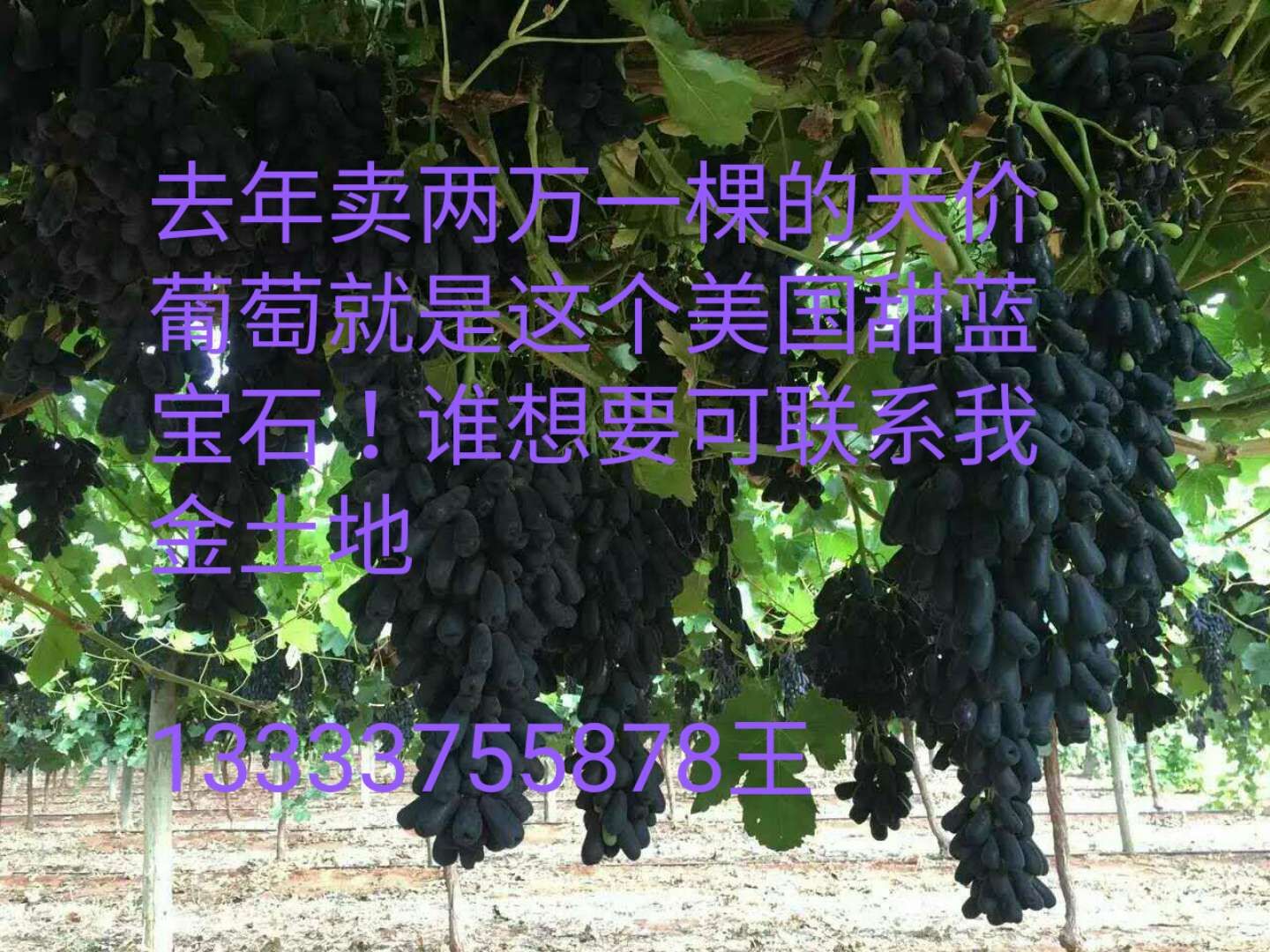 美國藍寶石葡萄種植