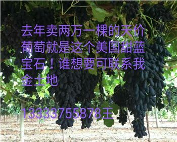 藍(lán)寶石葡萄