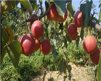 河南梨樹苗品種介紹