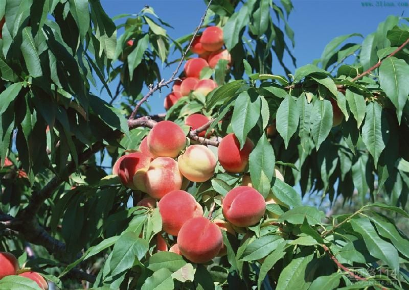 河南桃樹(shù)苗枝枯葉黃該怎么辦？