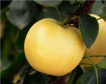 晚秋黃梨苗如何栽培比較好?