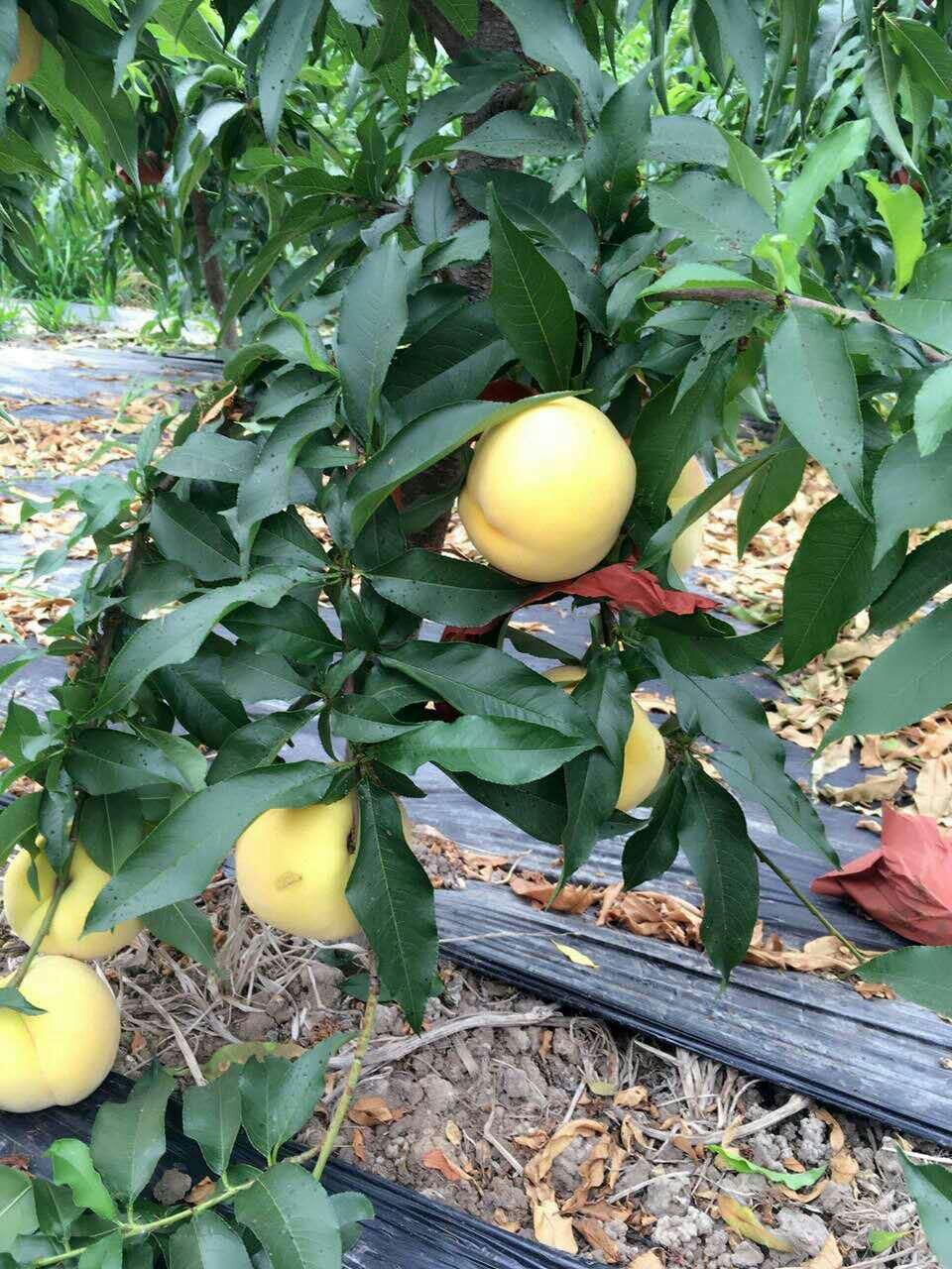 如何提高桃樹苗的成活率？