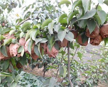 淺談河南晚秋黃梨貯藏保鮮的基本方法