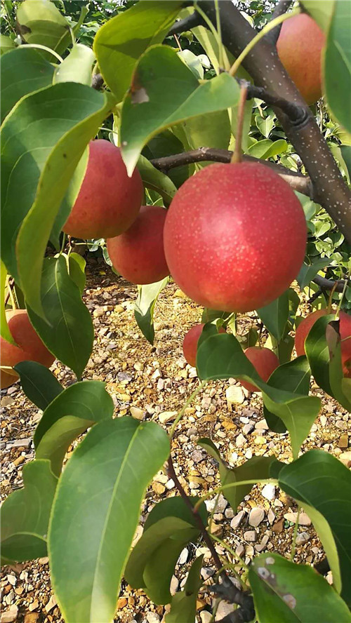 河南晚秋紅梨苗批發(fā)