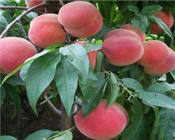 春天如何維護桃樹苗