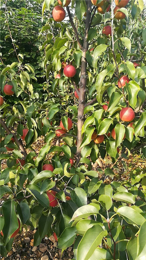 河南晚秋黃梨苗批發(fā)