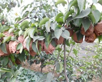 河南晚秋黃梨苗