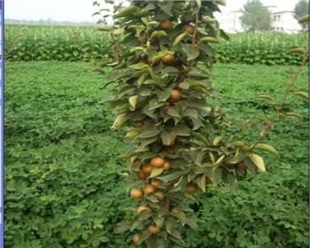 黃梨種植時(shí)的注意事項(xiàng)