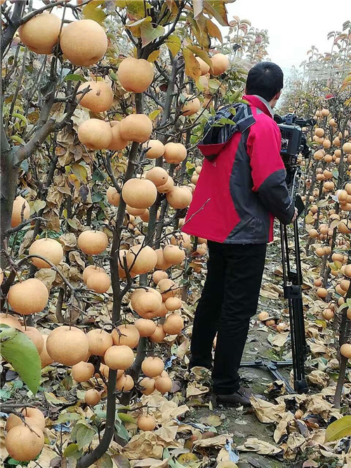 河南梨樹苗