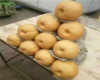 關(guān)于河南梨樹苗的栽培特點(diǎn)都有哪些呢？如何做比較好