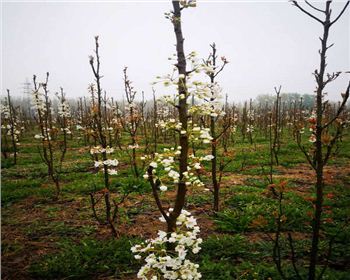 柱狀梨兩年開花壯