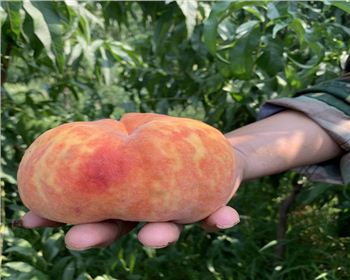 關(guān)于蘋果防裂果的問題，河南桃樹苗來為您解答