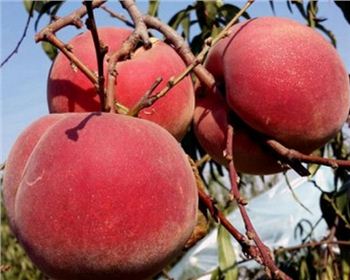 想要提高河南桃樹苗的成活率起好苗之后還需要做哪些工作