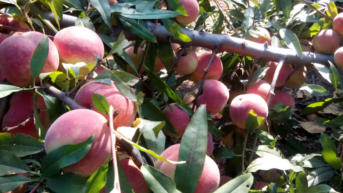 河南桃樹(shù)苗