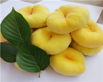 影響桃樹苗移栽成活的因素有哪些？五個(gè)因素