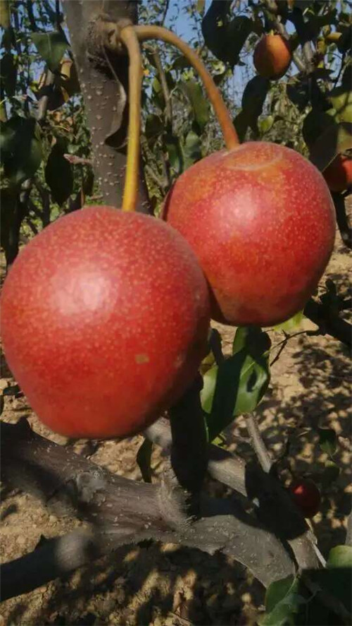 河南晚秋黃梨苗