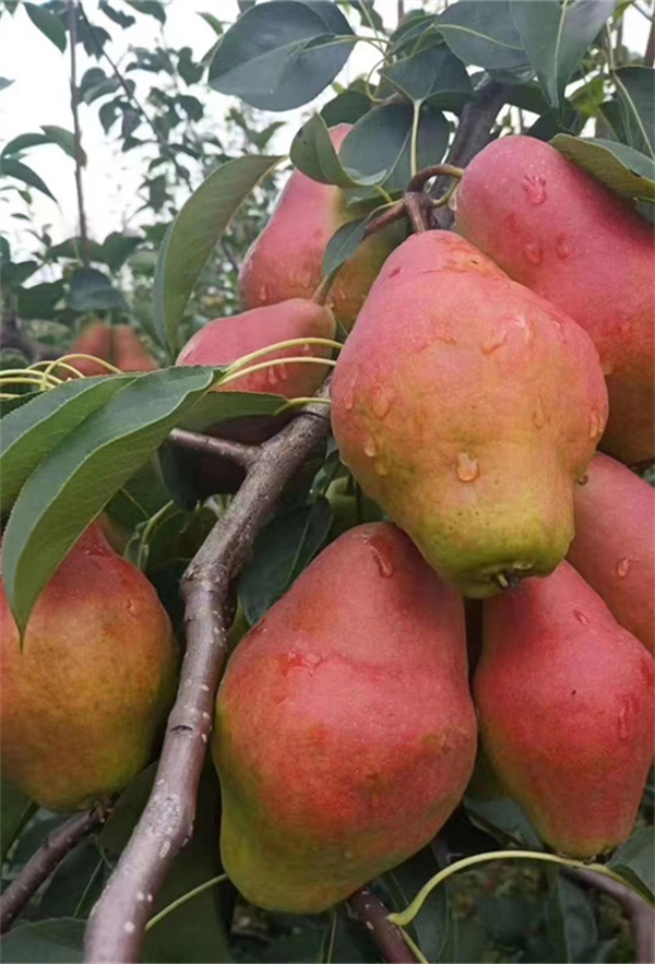 河南晚秋黃梨苗