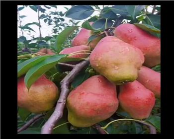 紅玫瑰梨樹苗小視頻