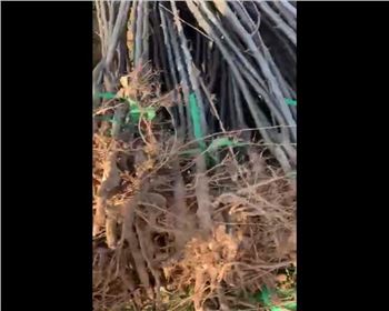 應(yīng)雪黃莉樹苗視頻展示