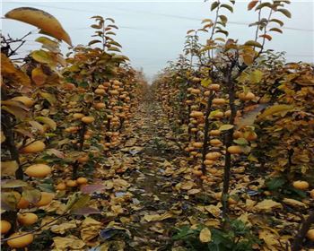  河南晚秋黃梨苗告訴您關(guān)于晚秋黃梨的套袋問題分析