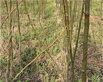 梨樹(shù)苗應(yīng)該怎么修剪？河南梨樹(shù)苗廠(chǎng)家告訴你