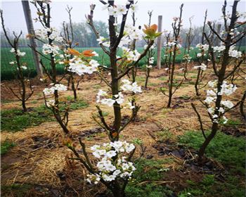 河南晚秋黃梨苗廠家分享應(yīng)該如何放蟲蛀