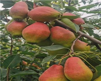 河南梨樹苗分享冬季梨樹養(yǎng)護(hù)指南：細(xì)心呵護(hù)，迎接春天的芬芳